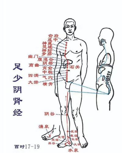 肾经循行示意图400